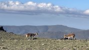 IMG_1148.jpeg