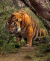 Tigre.jpg