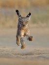 Lince.jpg