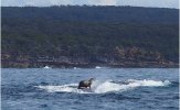 Foca.jpg