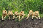 leones.jpg