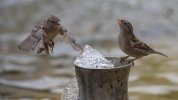 IMG_0983.jpeg