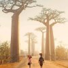 Baobabs.jpg