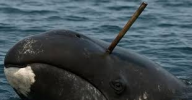 Ballena.png Ballena.png