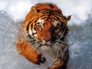 Tigre.jpg