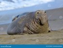 sello-de-elefante-adulto-marcado-con-una-cicatriz-en-la-playa-sur-grande-california-30191889.jpg