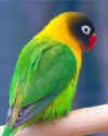agapornis-1.jpg