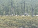 IMG_4994.jpeg