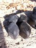 thumb_IMG_6797_1024.jpg