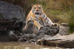 Un tigre capturado en pleno salto en la Reserva de Tigres de Panna en India. Foto de Sanjeet M...jpg