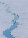 Oso polar capturado en pleno salto sobre las aguas árticas durante una expedición..jpg