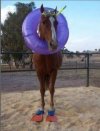 -Paco, quiero un caballito de mar..jpg