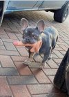 -Paco el perro se ha vuelto a colar en el sexshop..jpg