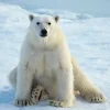 Oso polar.webp