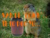 SQUIRREL JP.jpg