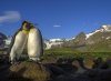 king-penguins-courting-south-georgia_94138_990x742.jpg
