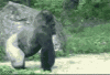 Gorilles-75069.gif