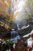 beech-forests-of-the-carpathians.jpg
