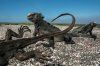17-best-galapagos-nature-animals-marine-iguanas.jpg