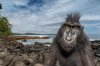 50-best-14-macaque-ocean-sulawesi-reserve-beachside_CROPPED.jpg
