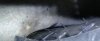 upload_2018-1-21_19-2-47.jpeg