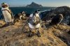 02-birds-NationalGeographic_2190719.jpg