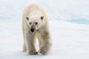 05-white-polar-bear.jpg