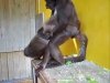 monos.jpg