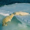 06-most-liked-instagram-natgeo.jpg