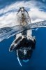 humpback-whale-spy-hopping_dc9df065_1333x2000.jpg