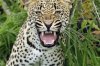 leopardos01_714x473.jpg