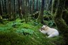 1_albinoanimals_nationalgeographic_1417832.jpg