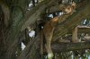 01-cub-poisoned-Cub-in-Candelabra-2.jpg