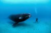 01-why-whales-are-big-NationalGeographic_1189054.jpg
