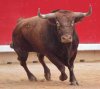TORO DE MIURA PAMPLONA 2011 1.jpg