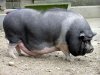 cochon.jpg