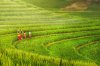 grass-bali-rice-fields.jpg