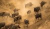 blue-wildebeest-migrating-africa.jpg