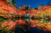 trees-night-color-fall-reflections-japan.jpg