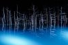 blue-pond-night-trees-japan.jpg