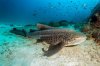 z-shark-alphabet-gallery_2.jpg