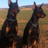 HENRYDOBERMANN