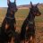 HENRYDOBERMANN
