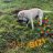 Txope