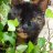 Loup02100