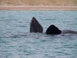 Las ballenas de Puerto Madryn