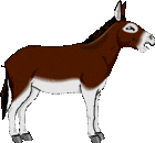 donkey 001